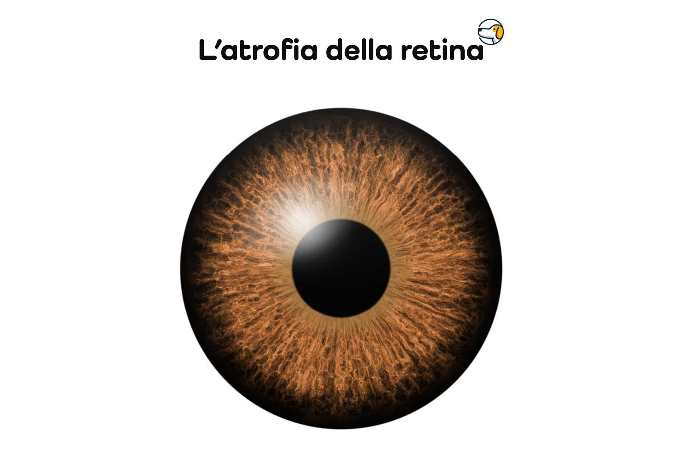 atrofia progressiva della retina nel cocker spaniel
