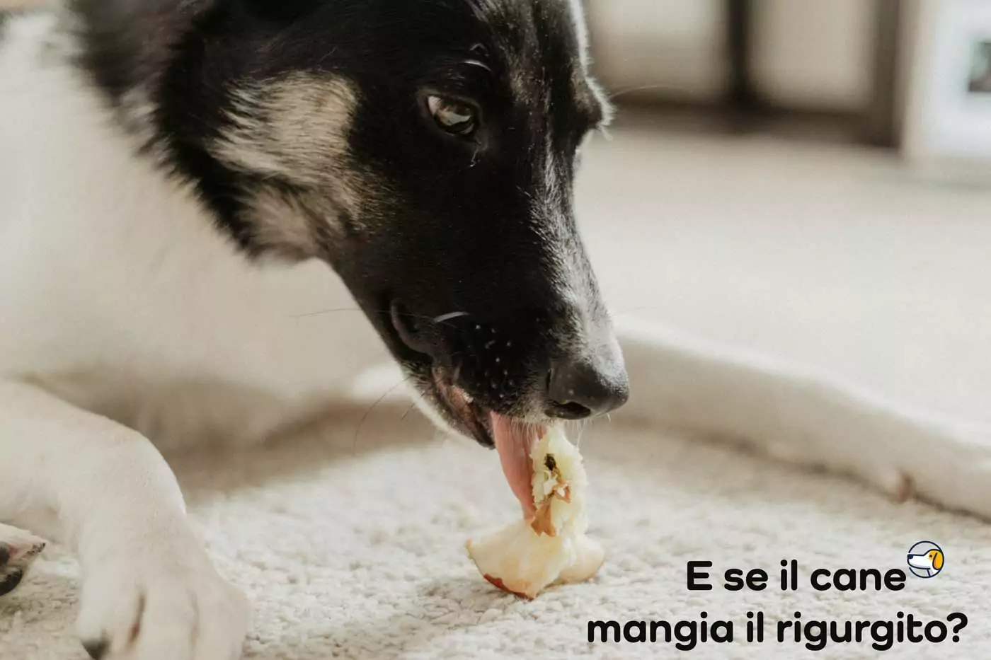 il cane mangia il rigurgito