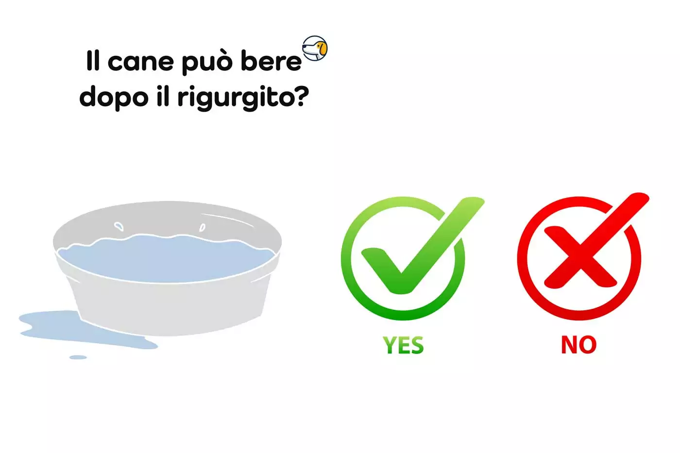 il cane può bere dopo il rigurgito