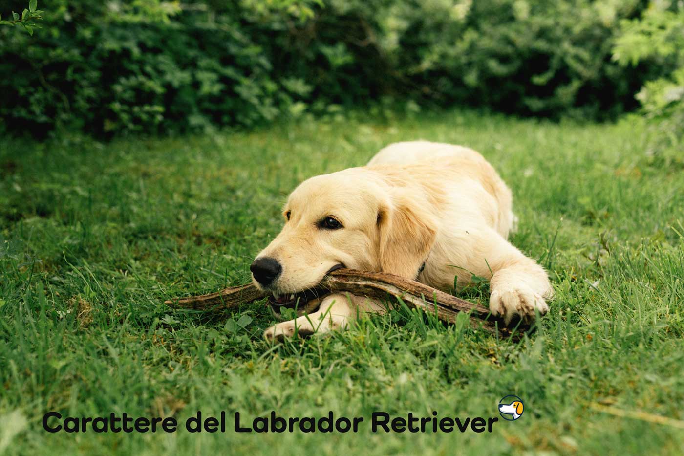 carattere labrador
