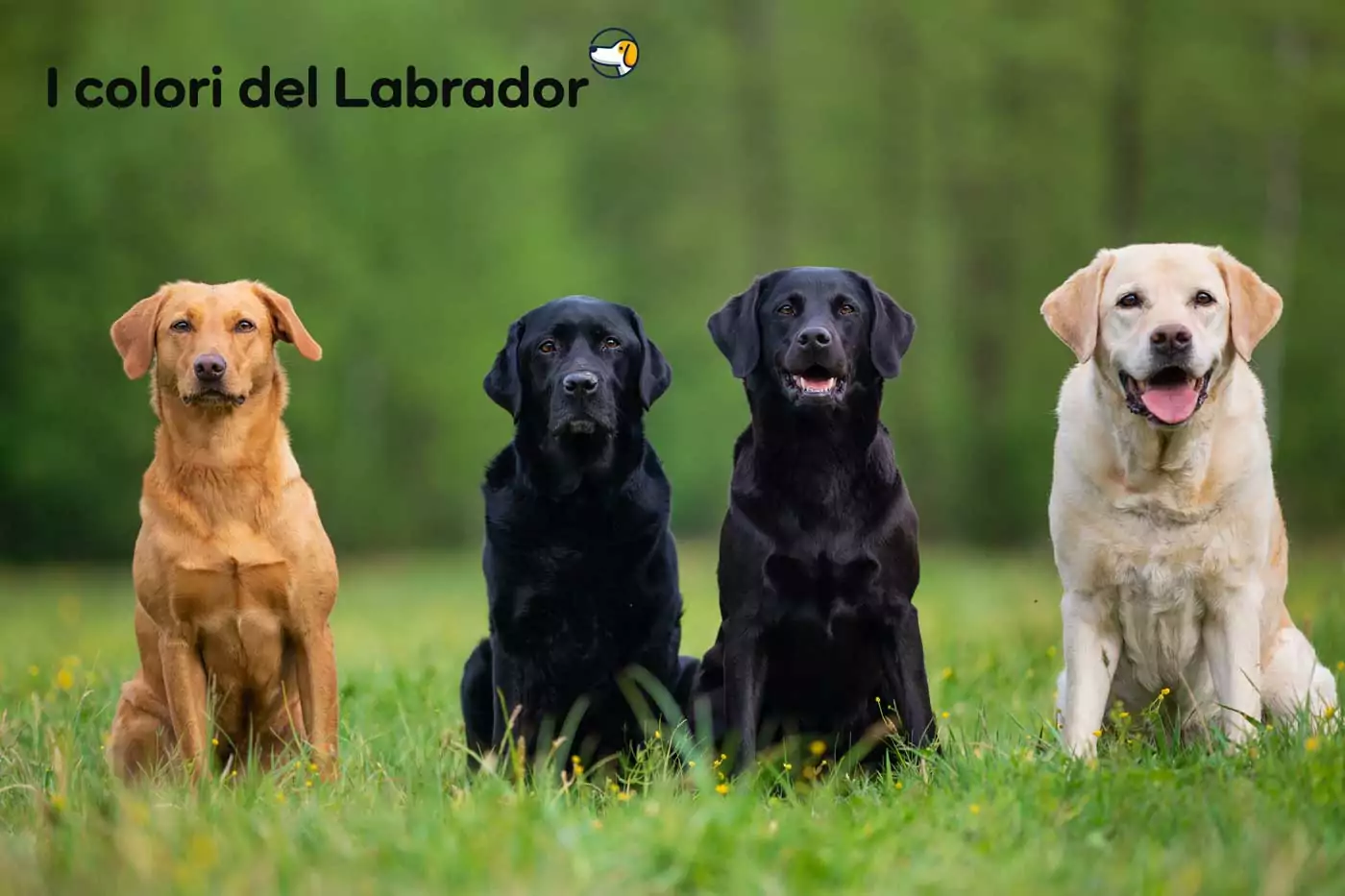 colori labrador