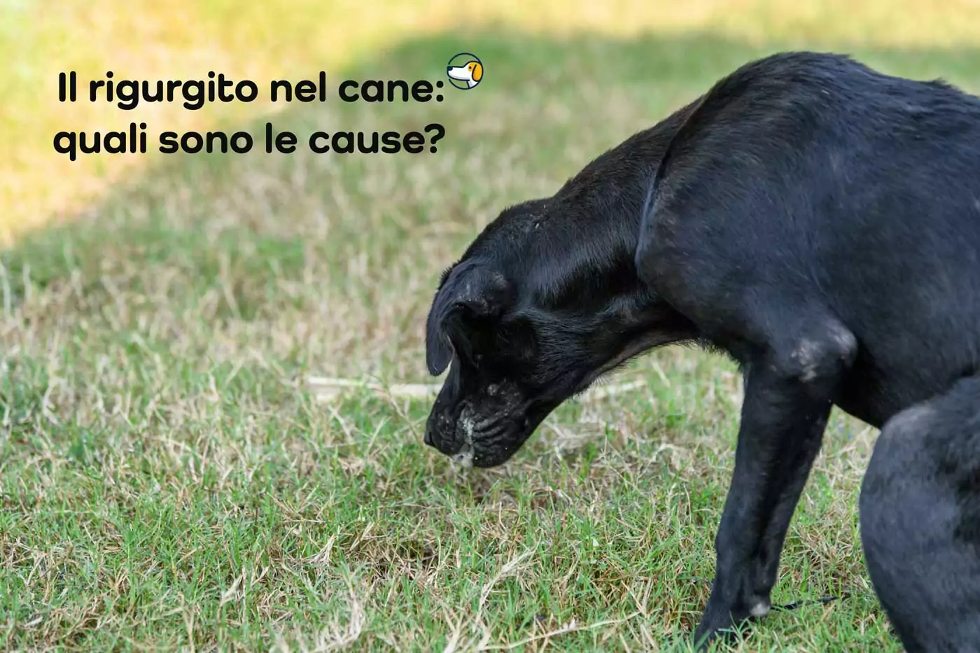 cause del rigurgito nel cane