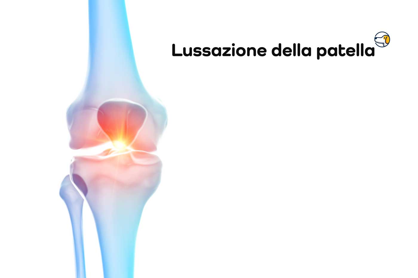 lussazione della rotula nel cocker