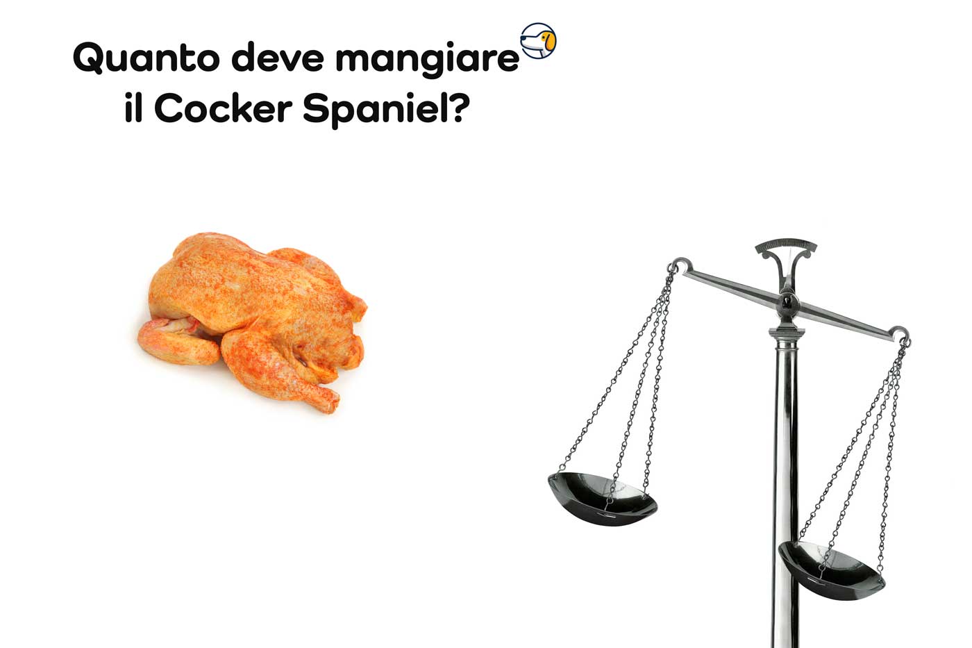 quanto deve mangiare il cocker spaniel