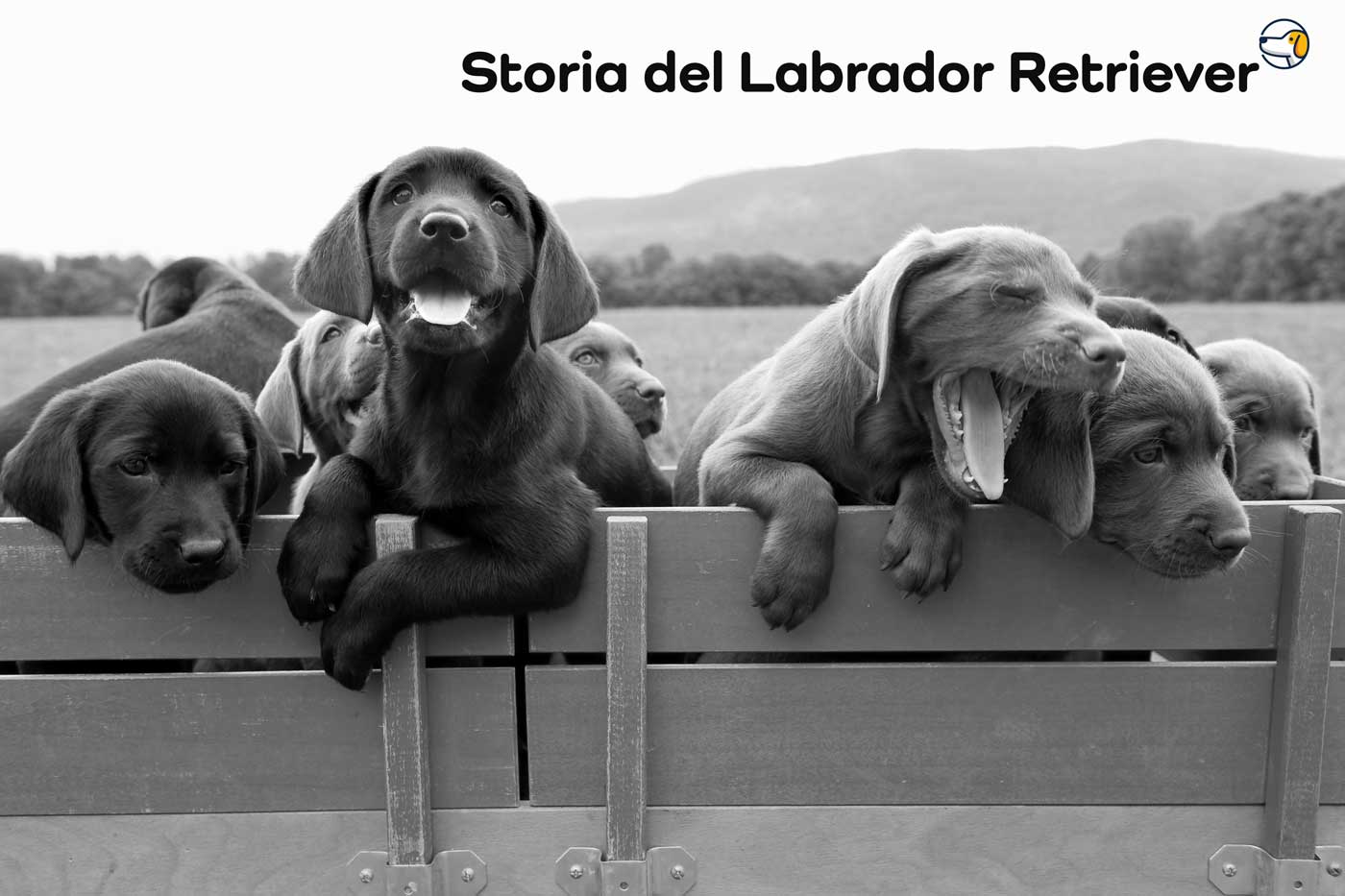 storia labrador retriever