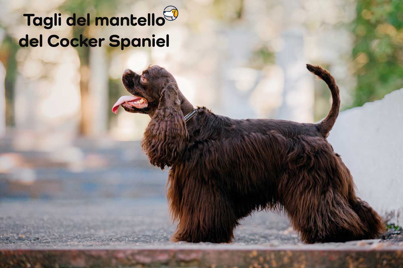 taglio pelo cocker spaniel