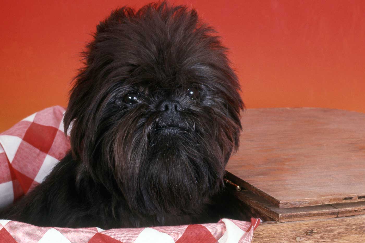 Guida completa sul cane Affenpinscher: carattere, storia, caratteristiche fisiche, salute, igiene e alimentazione