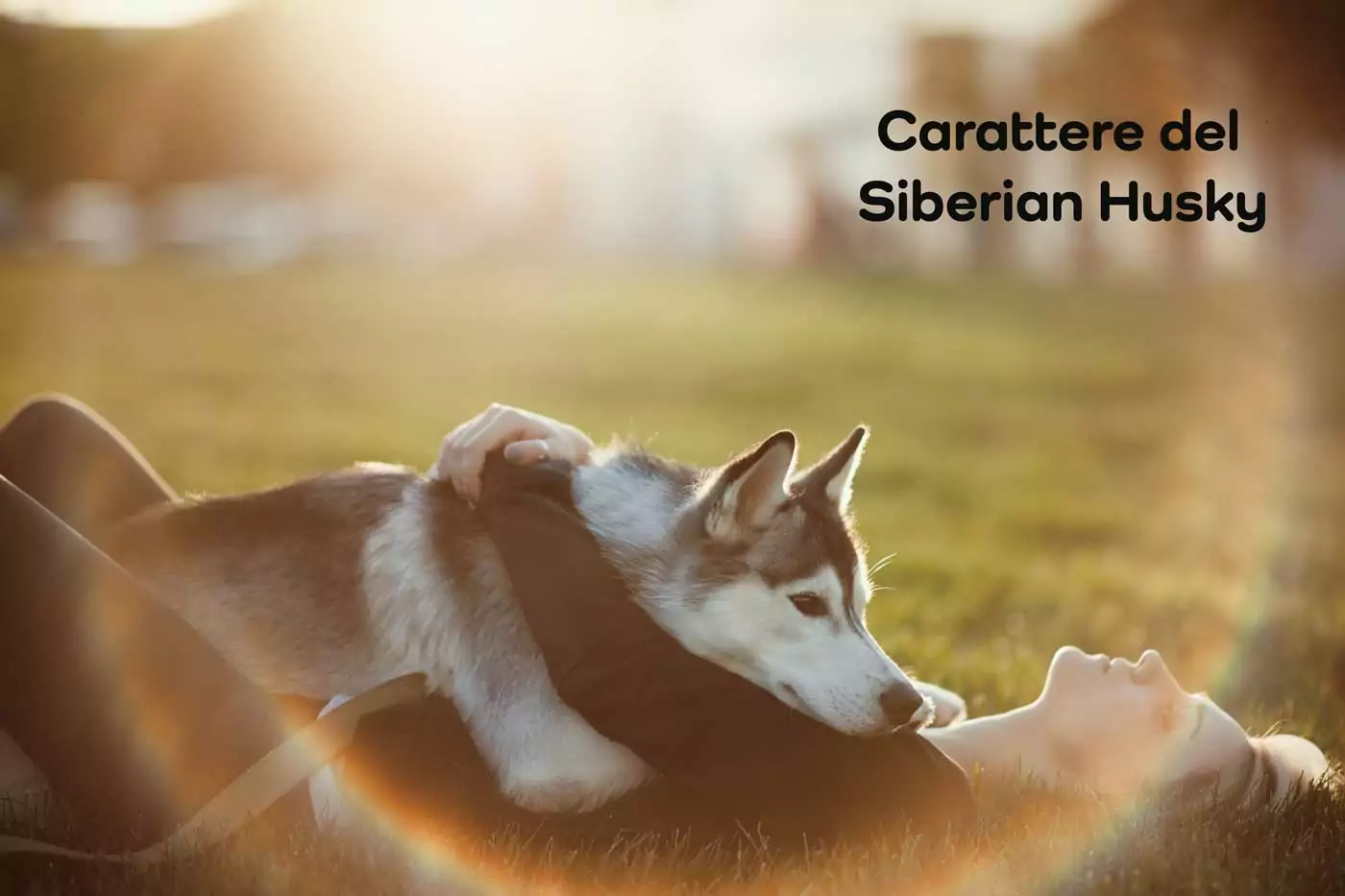 carattere siberian husky