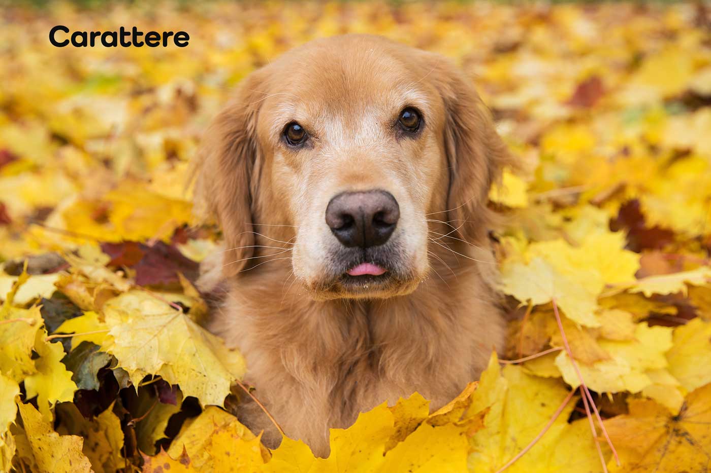 carattere