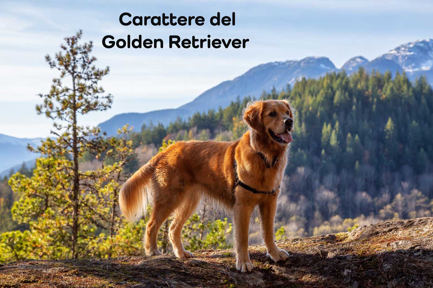 carattere golden retriever