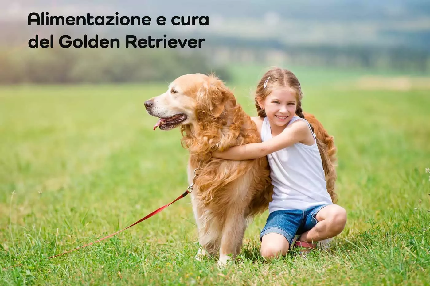 cura golden retriever