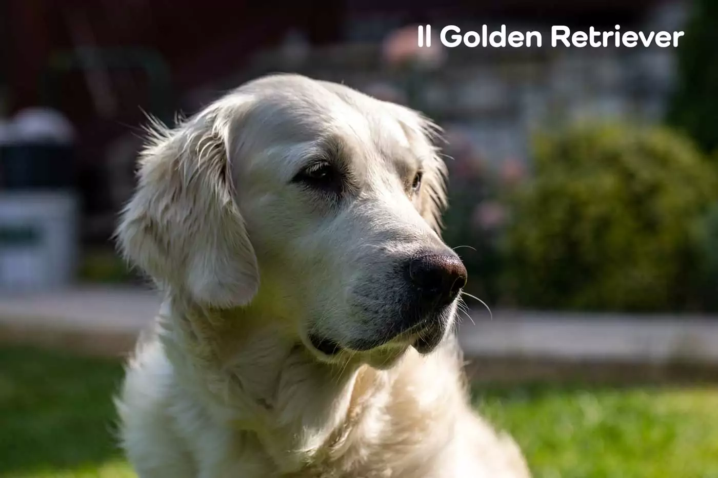 golden retriever