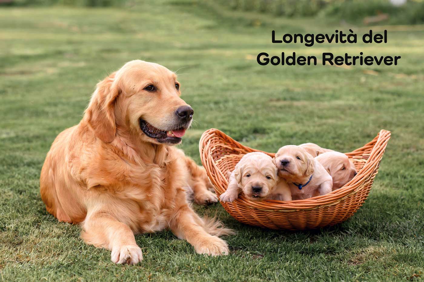 longevità golden retriever