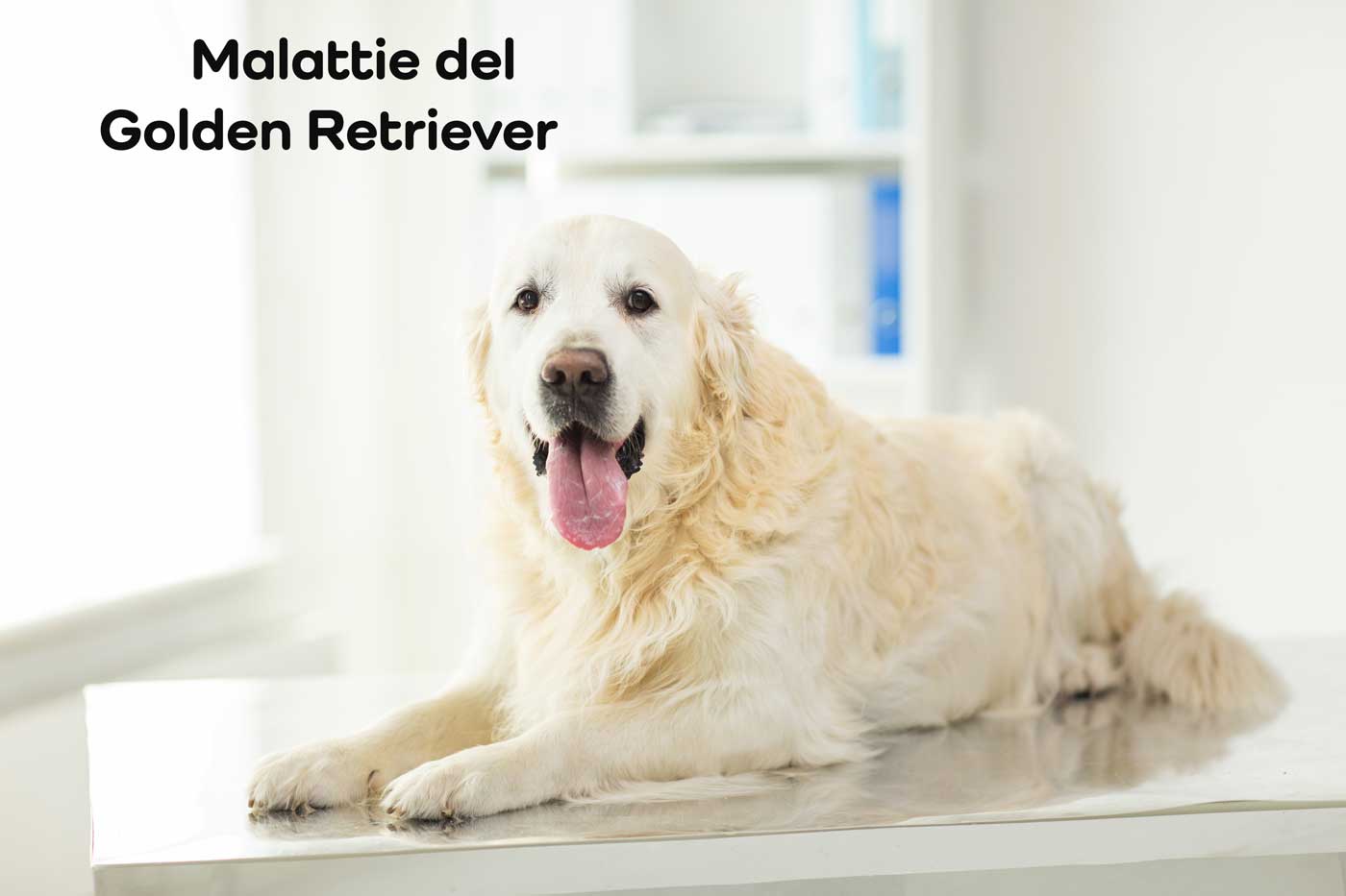 malattie golden retriever