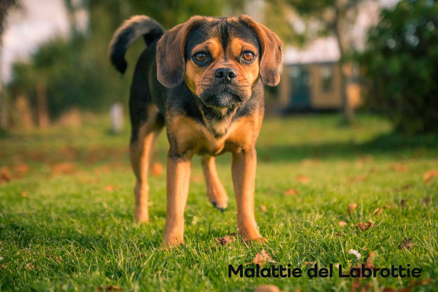 malattie labrador rottweiler mix