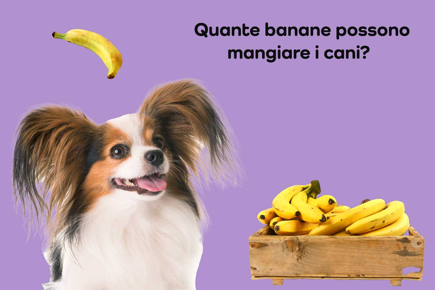 quante banane possono mangiare i cani