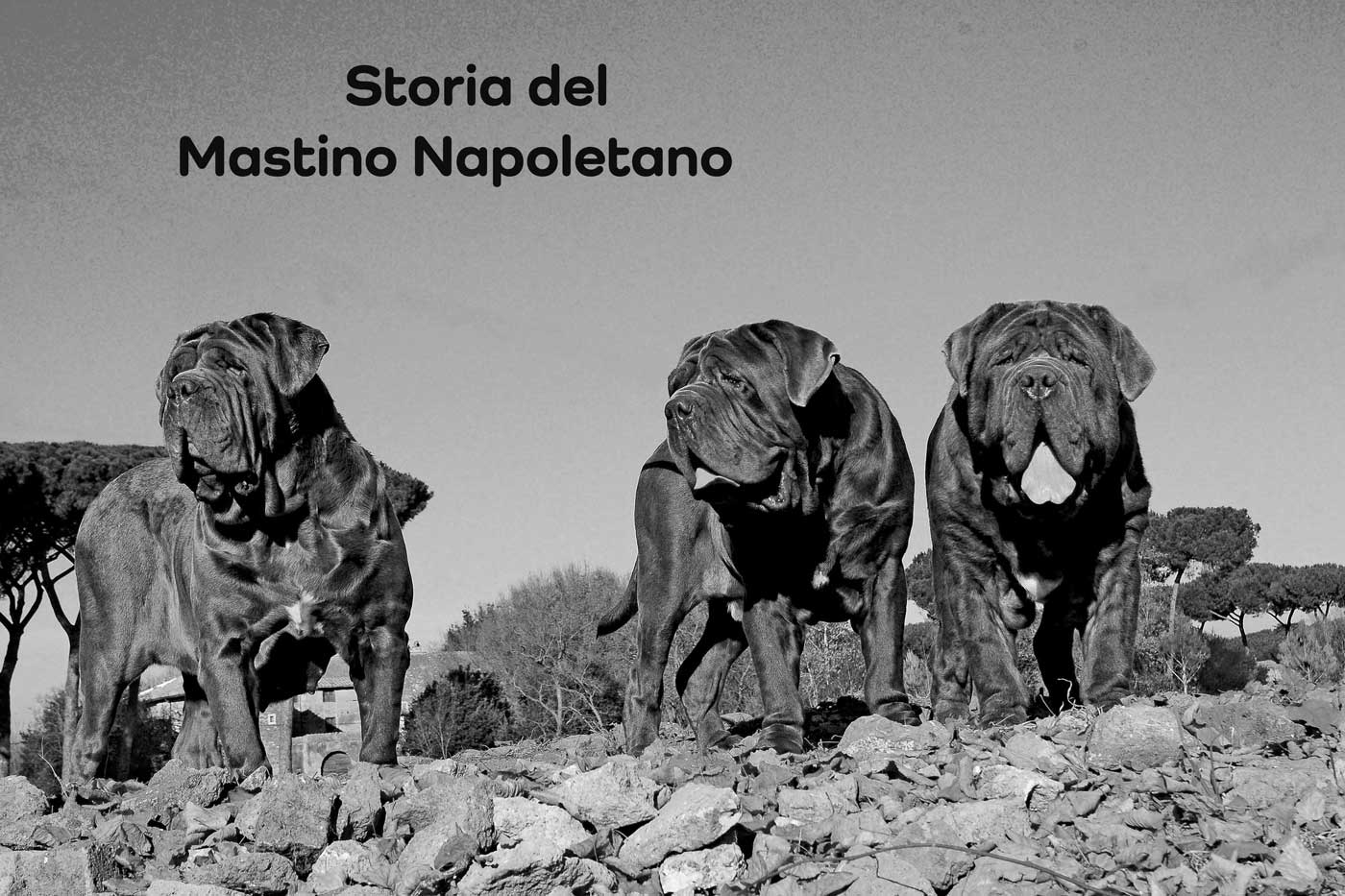 storia mastino napoletano
