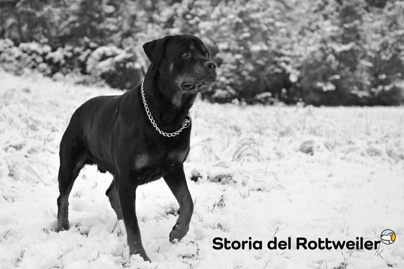 storia del rottweiler