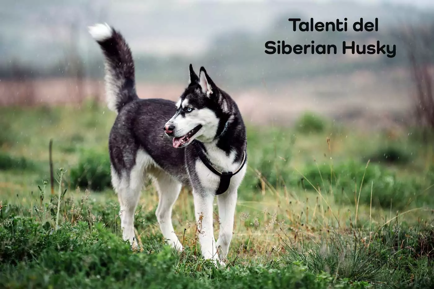 talenti siberian husky