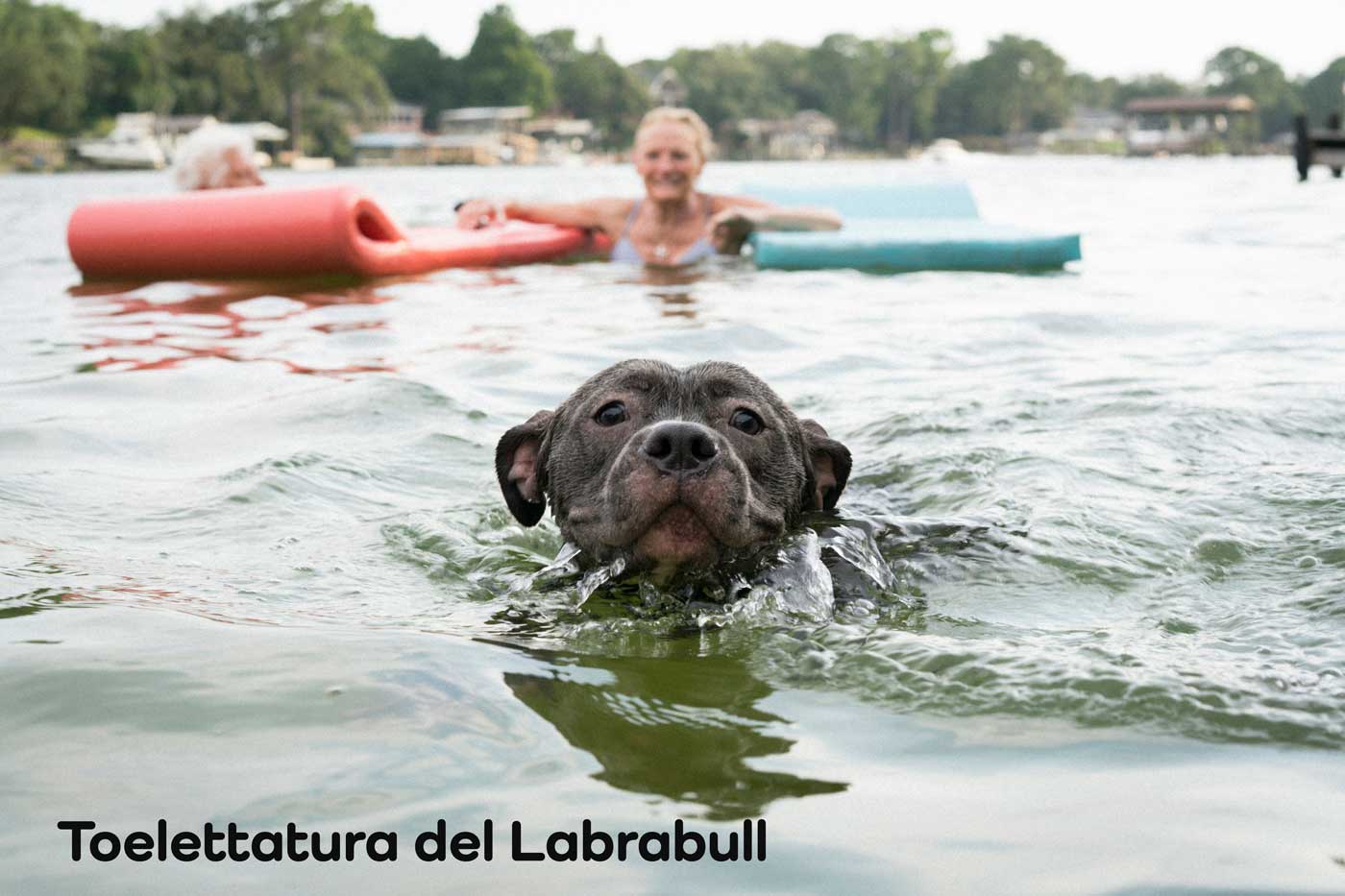 toelettatura del pitbull