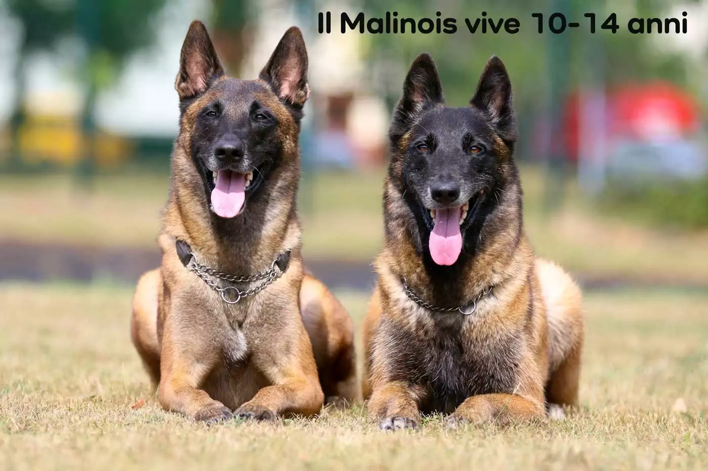 vita del pastore belga malinois
