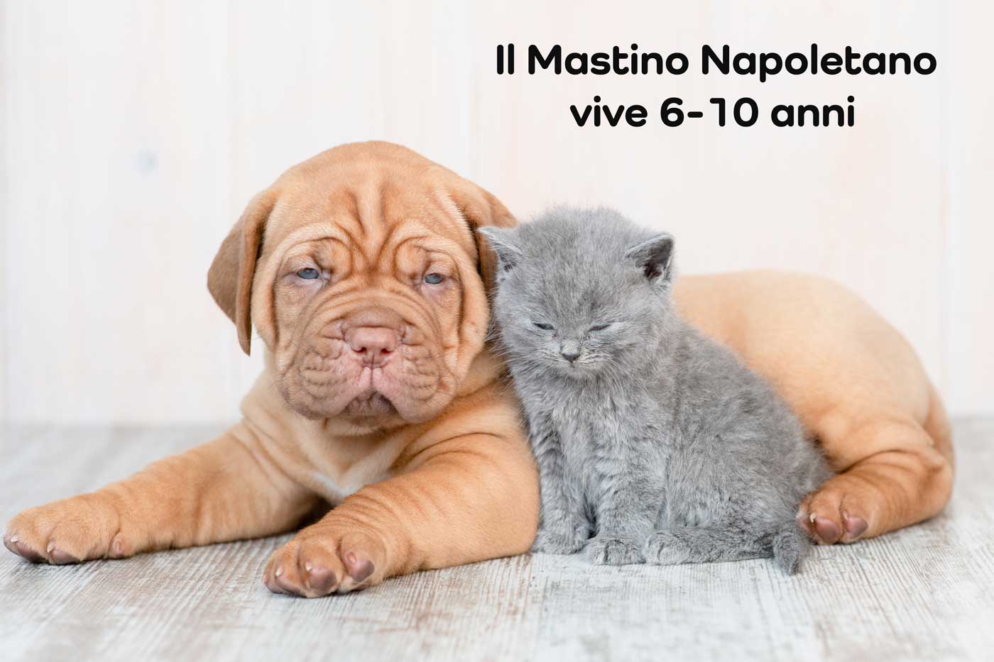 vita mastino napoletano