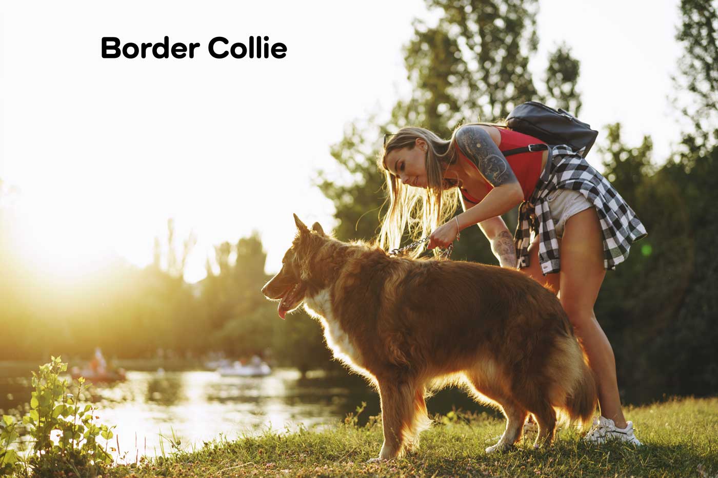 border collie