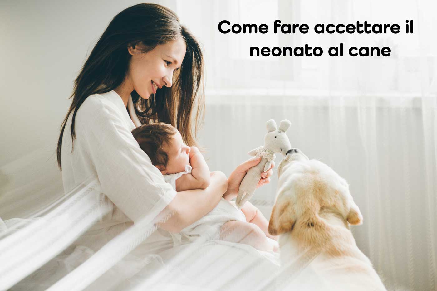 neonato e cani