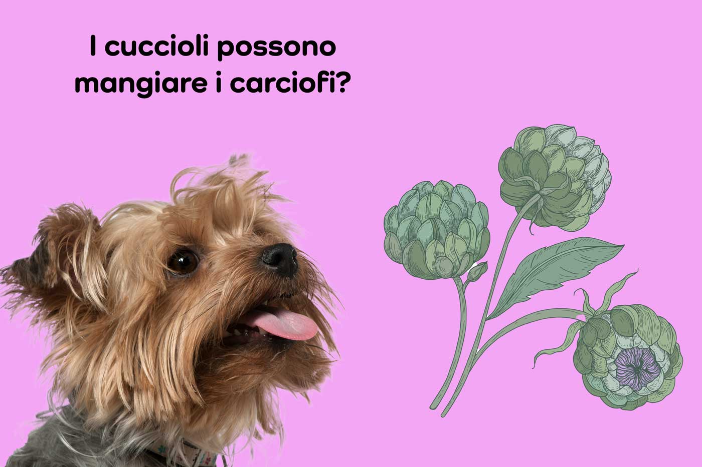 i cuccioli possono mangiare i carciofi