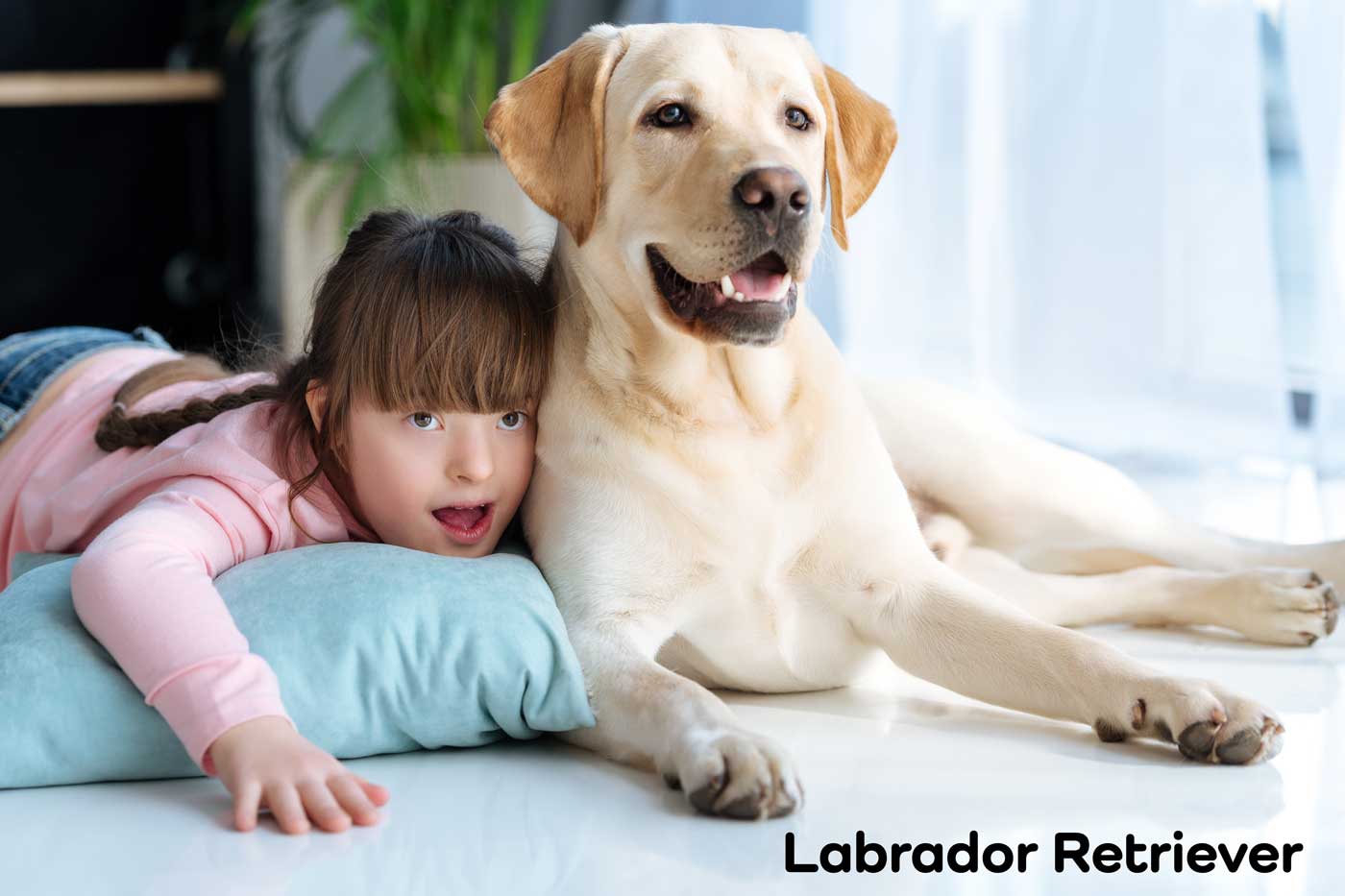 labrador retriever