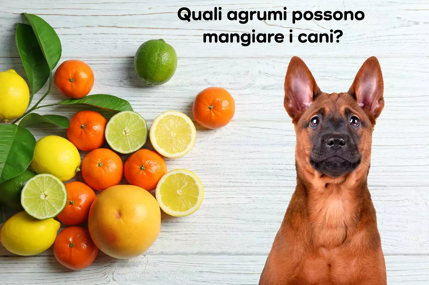 i cani possono mangiare gli agrumi
