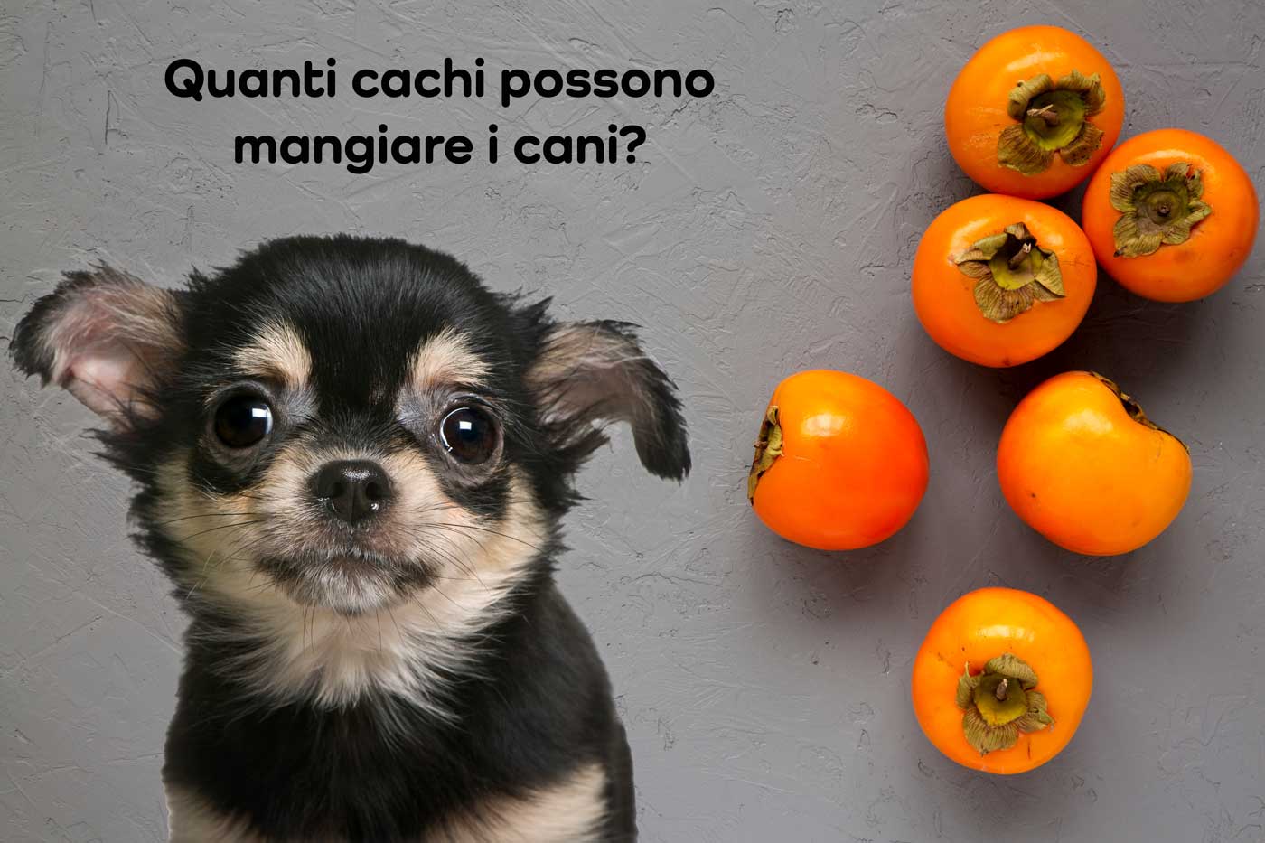 quanti cachi possono mangiare i cani