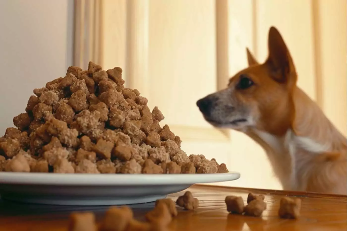quanto deve mangiare un cane? Trova tante informazioni sulle quantità giornaliere di cibo secco e fresco, sulle calorie per kg di peso e su come alimentare nella giusta quantità il tuo peloso in ogni stadio della sua vita.