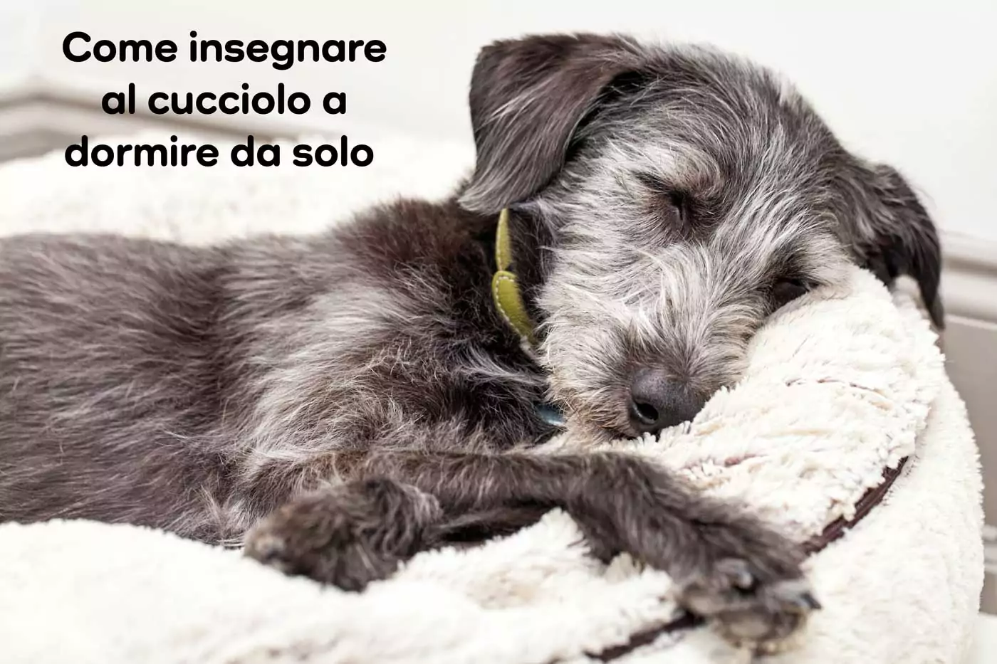 insegnare al cucciolo a dormire solo
