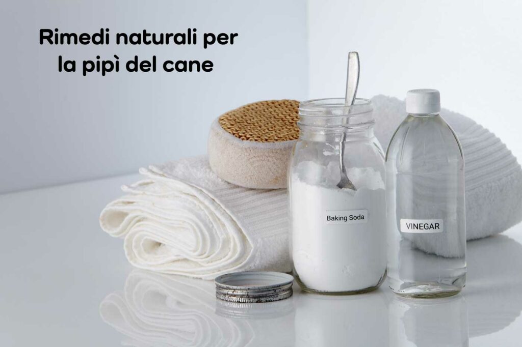 Sentire Odore Di Aceto Significato Come togliere l'odore di pipì del cane: i trucchi dei professionisti