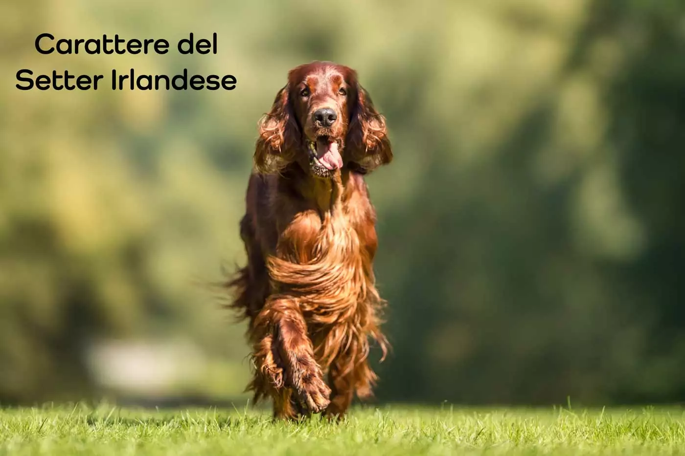 carattere setter irlandese