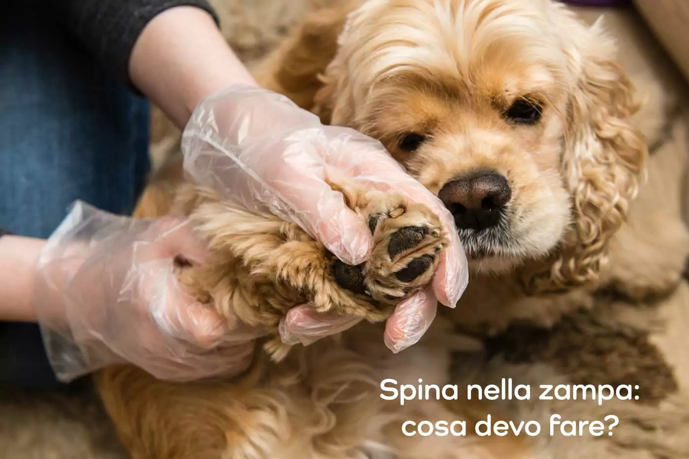 come rimuovere una spina dalla zampa del cane