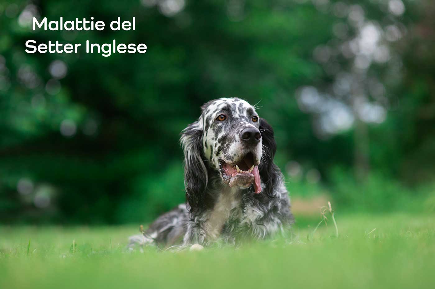 malattie setter inglese