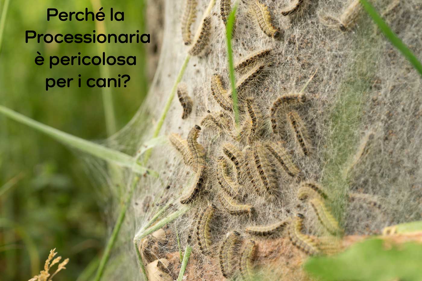 perché la processionaria è pericolosa per i cani