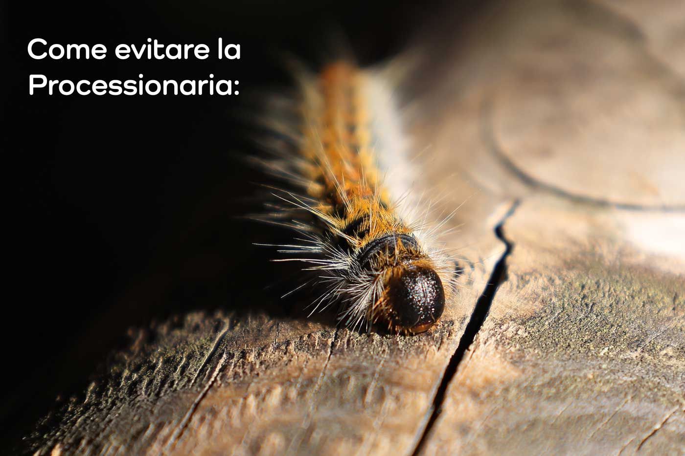 proteggere il cane dalla processionaria