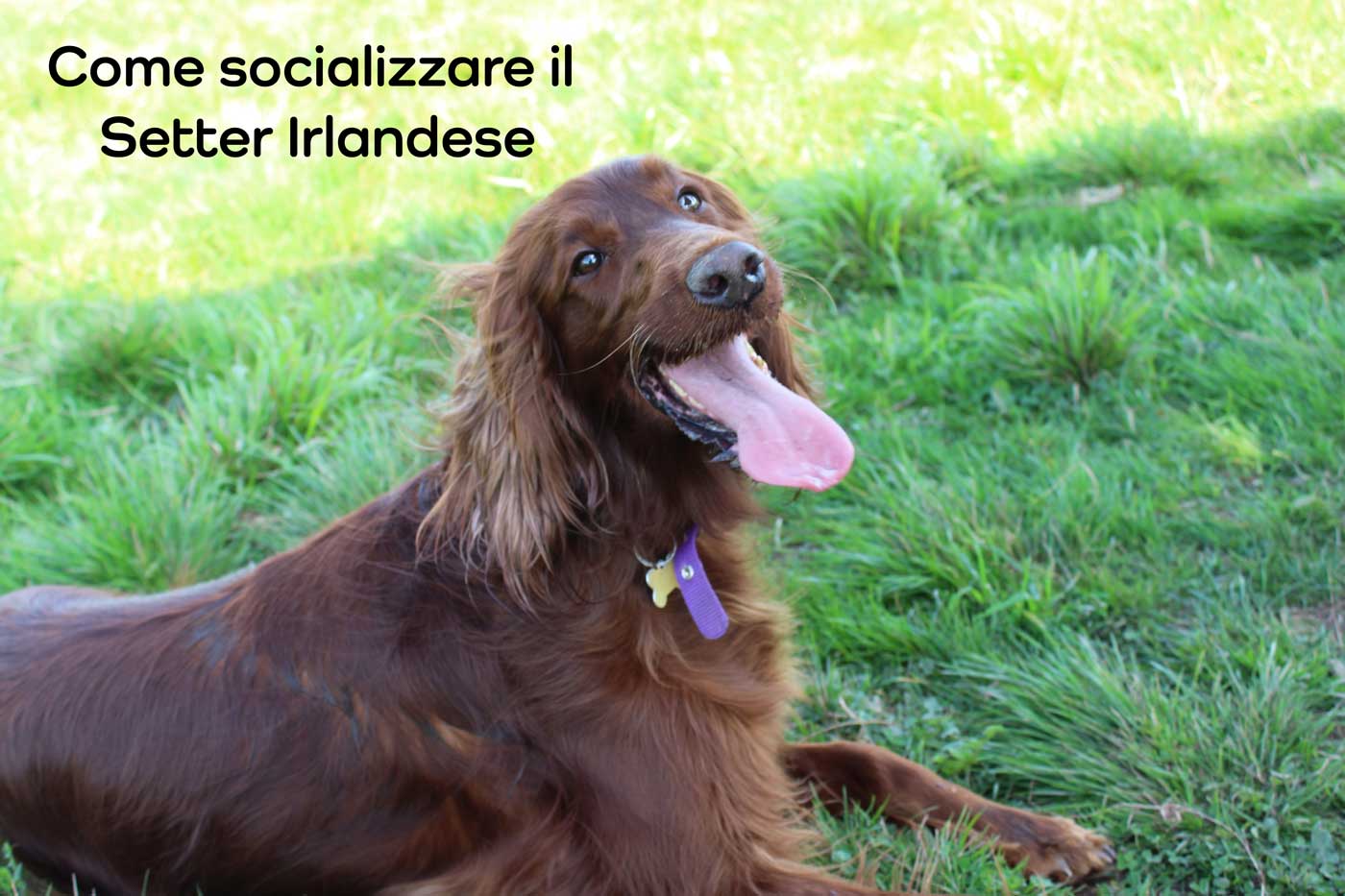 socializzazione setter irlandese