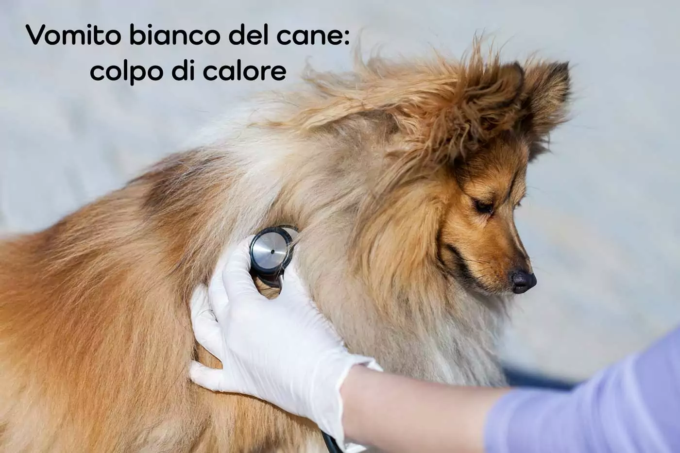 cane vomita schiuma bianca colpo di calore