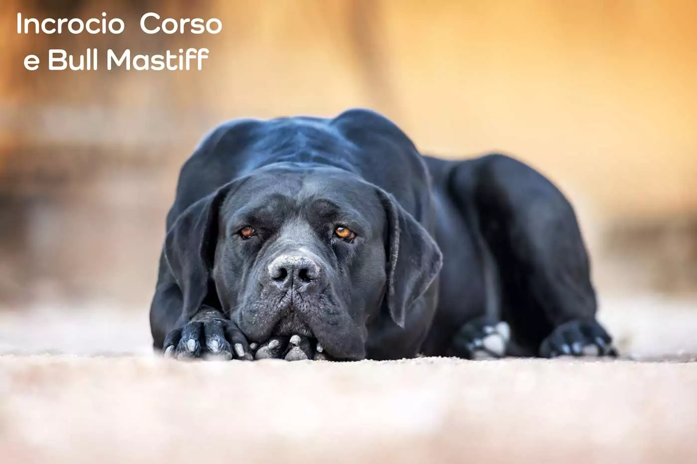 corso bull mastiff mix