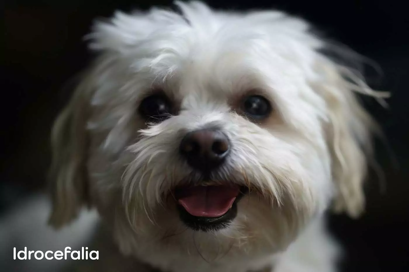 cane maltese idrocefalia