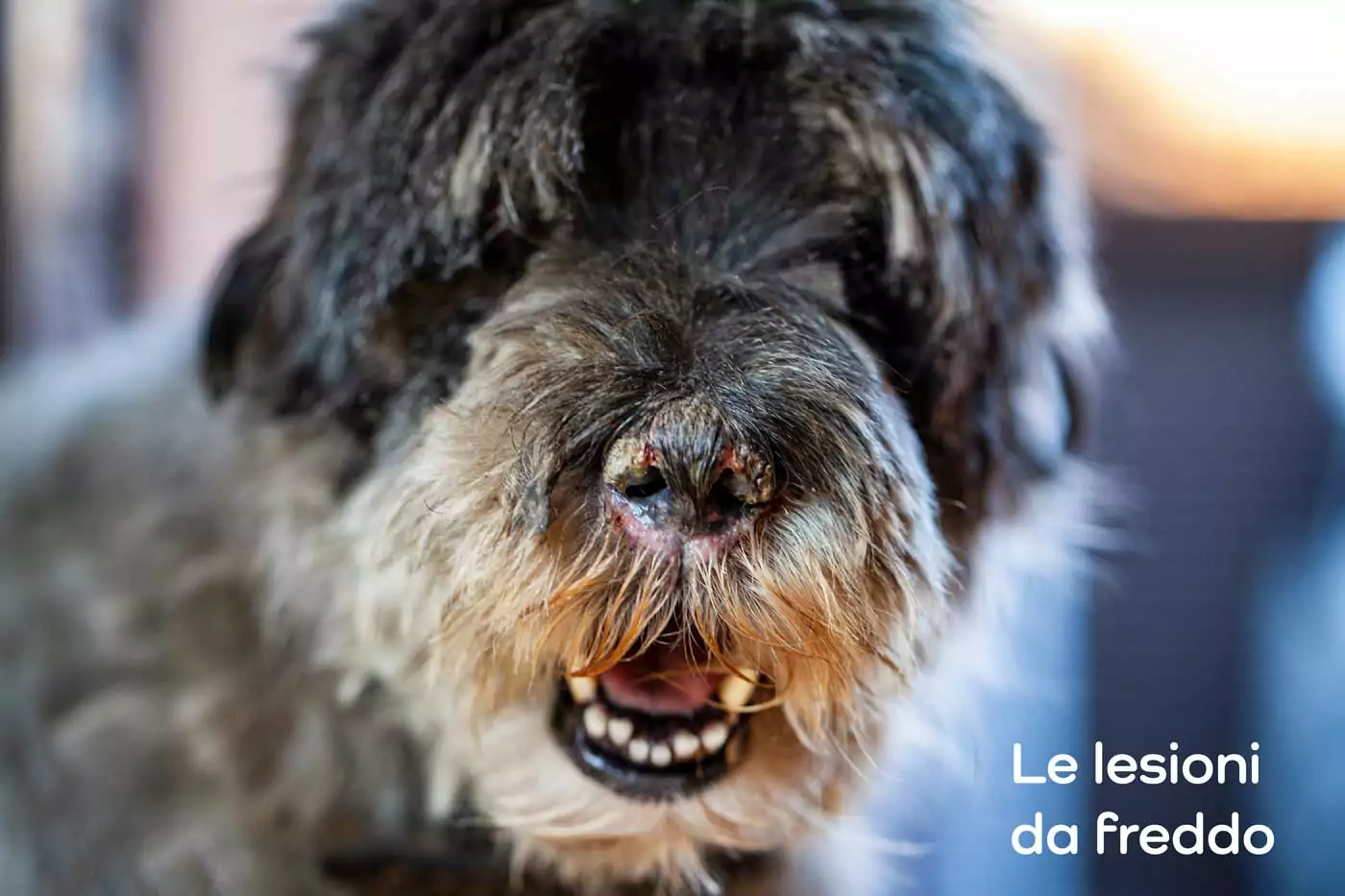 naso del cane con croste