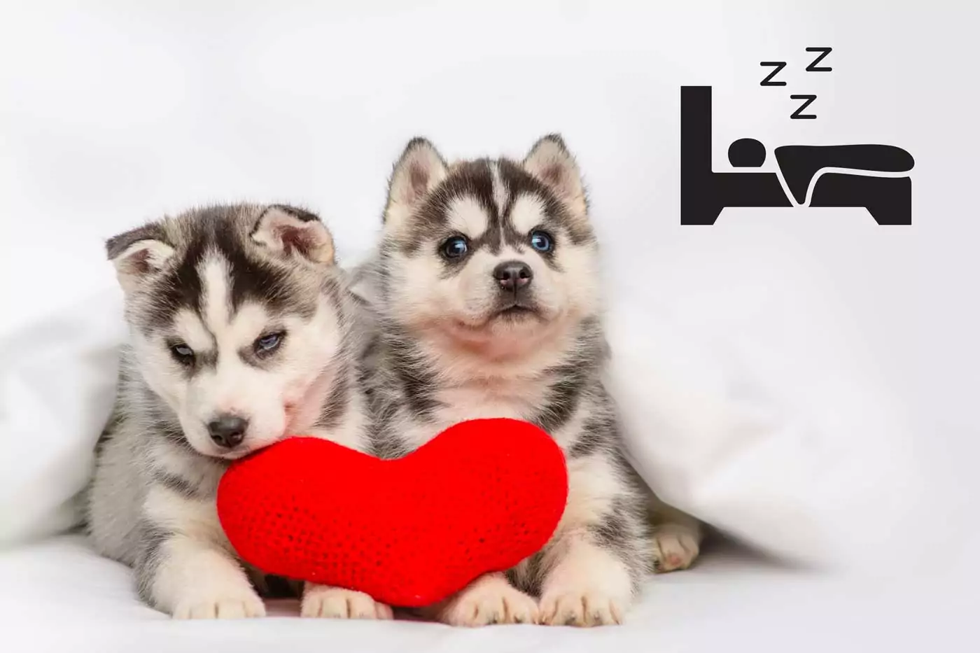 disabituare il cane a dormire sul letto