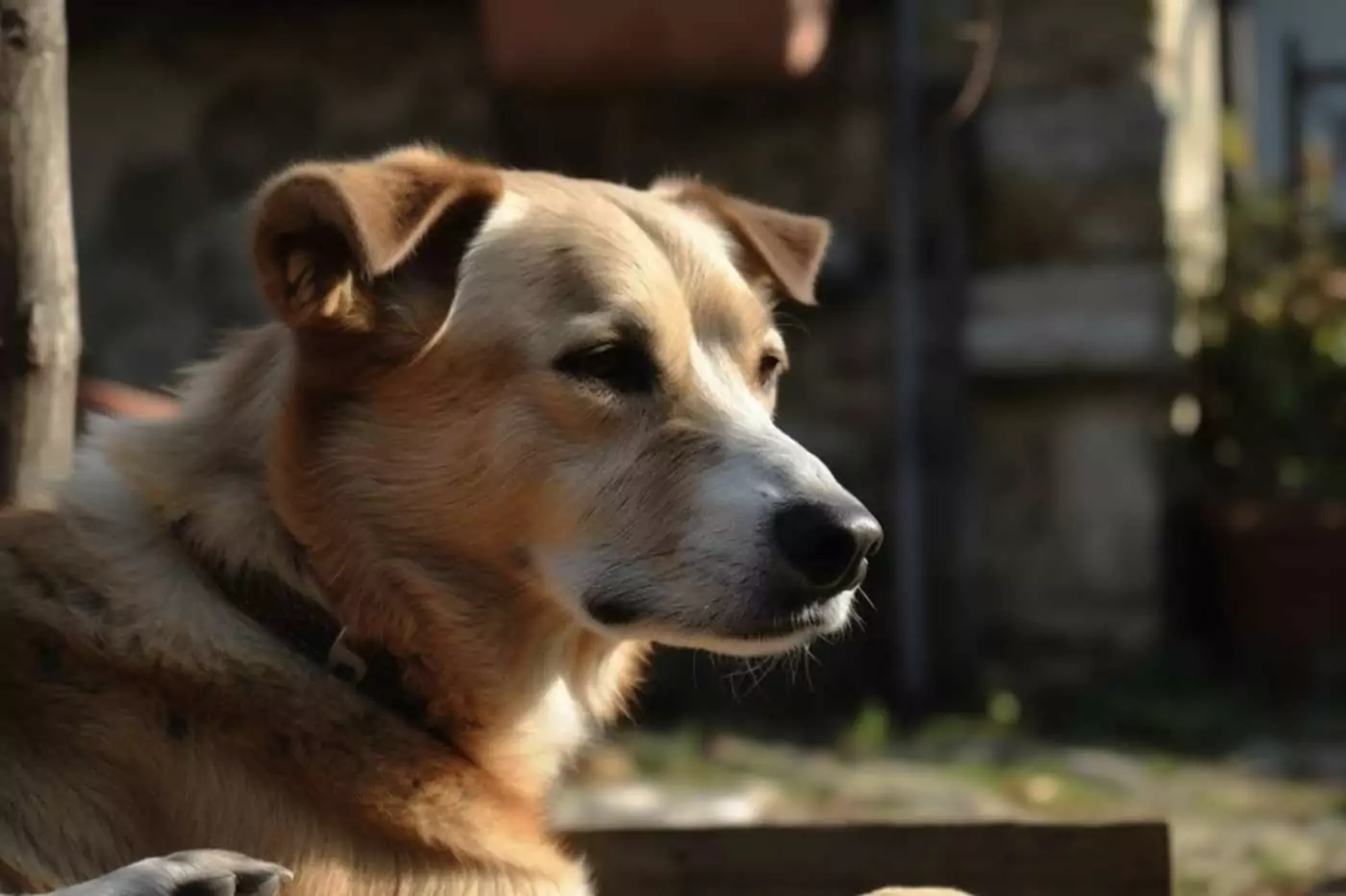 effetti collaterali anestesia cane