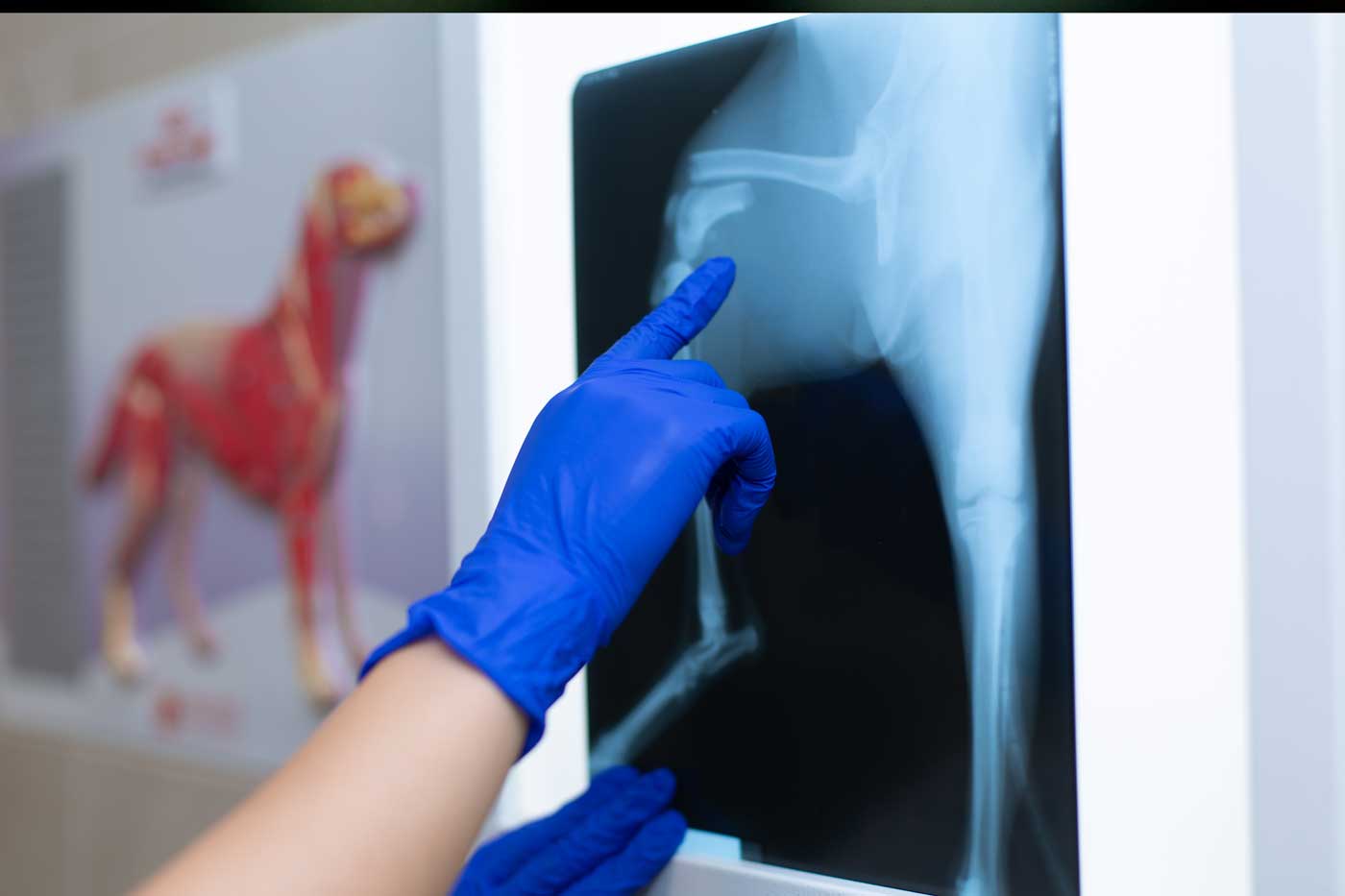 radiografia zampa cane