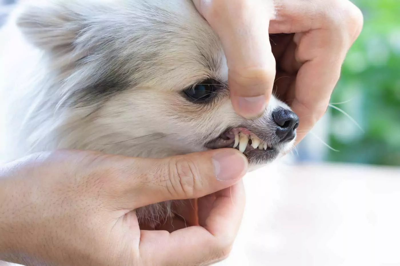 rimozione tartaro denti cane
