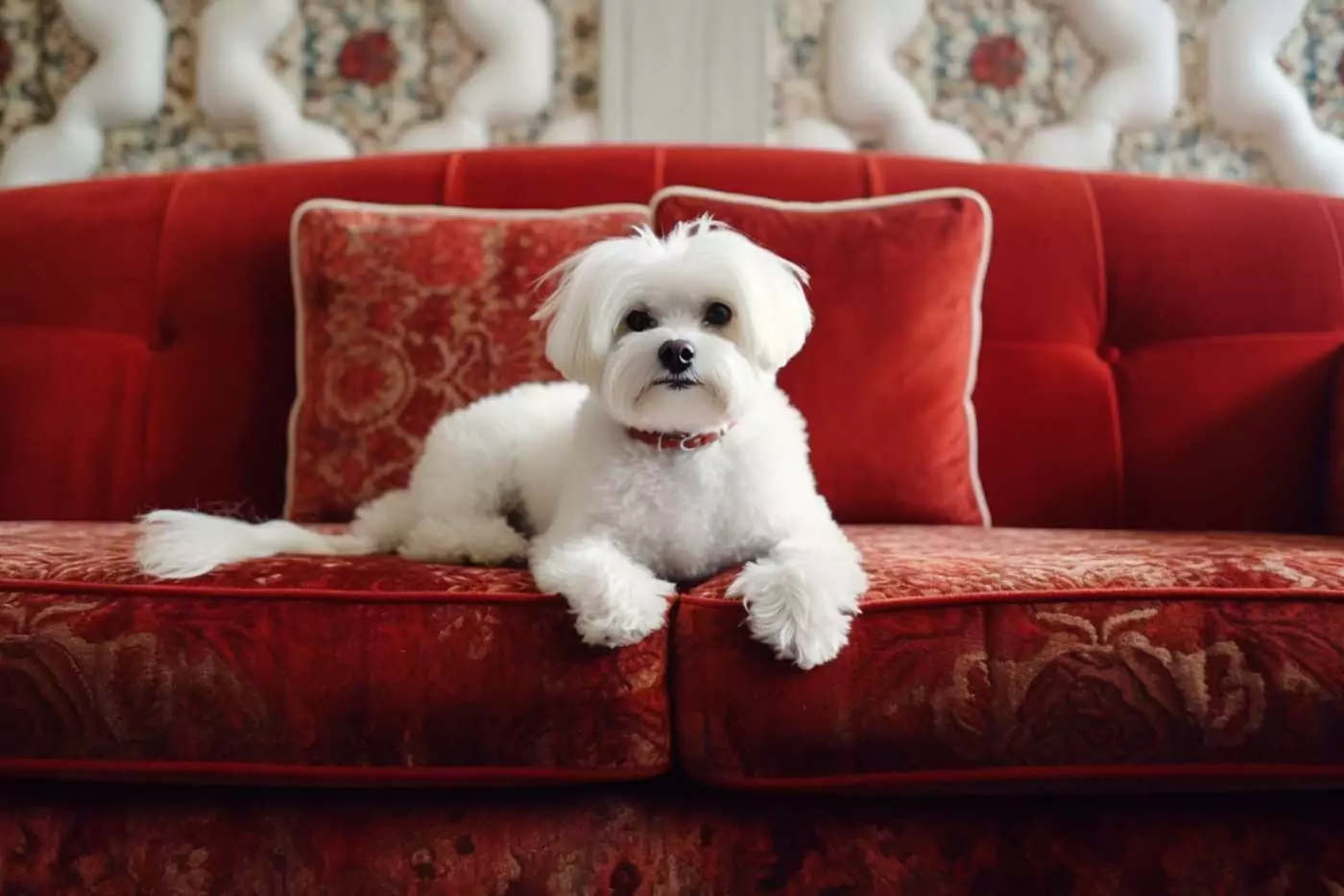 reflusso gastroesofageo nel cane